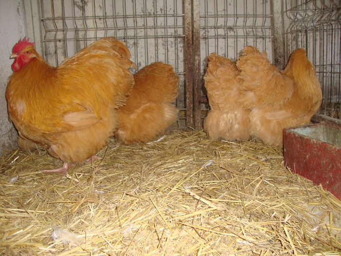 DSC04173 - MATCApasariDECEMBRIE2014