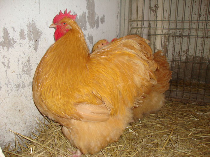 DSC04175 - MATCApasariDECEMBRIE2014