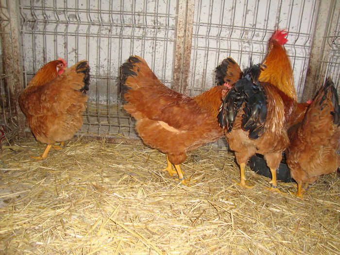 DSC04179 - MATCApasariDECEMBRIE2014