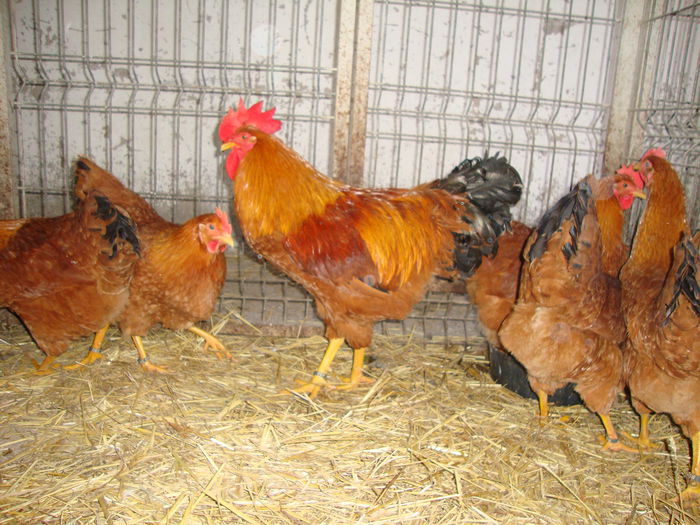 DSC04180 - MATCApasariDECEMBRIE2014