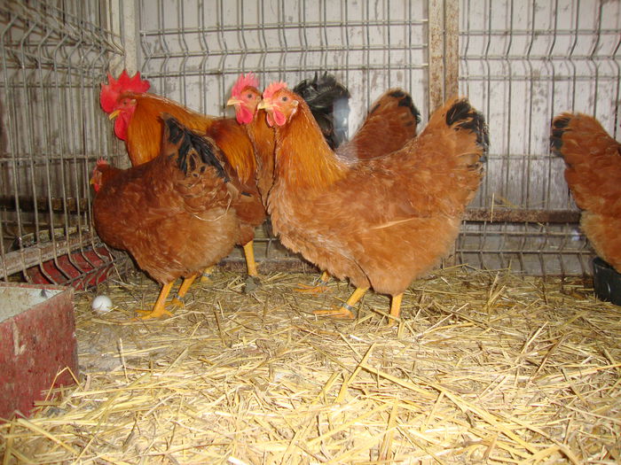 DSC04182 - MATCApasariDECEMBRIE2014