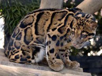 Leopardul-cu-nori-Neofelis-nebulosa