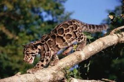 Leopardul-cu-nori-Neofelis-nebulosa