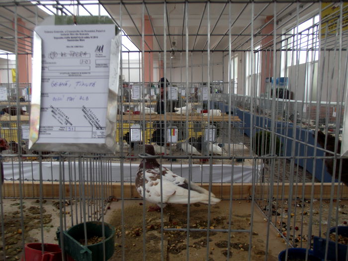 DSCF1424 - 6---expozitie sannicolau mare 13 12 2014 15 12 2014