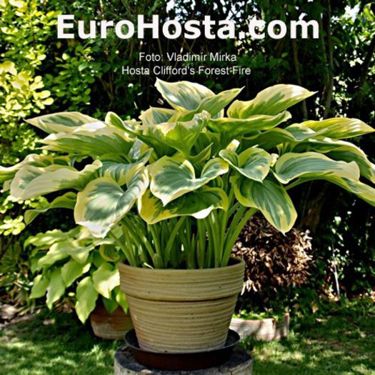 Cliffords Forest Fire - Hostas