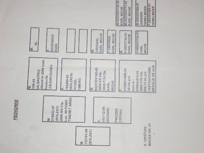 poze azi113-12-2014 2379 - 1 Pedigree porumbei