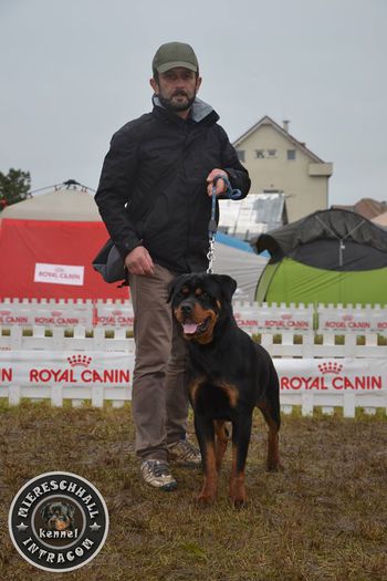 Mascul Rottweiler