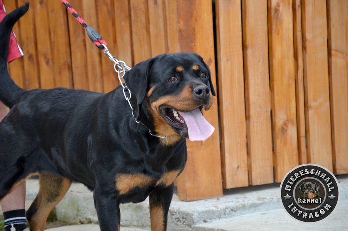 Amira; femela Rottweiler
