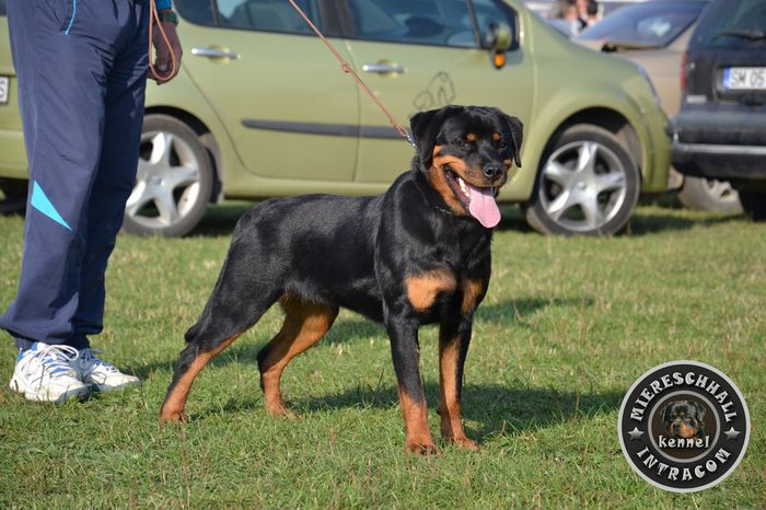 Lesly Rottguardian; Femela Rottweiler 9 luni
