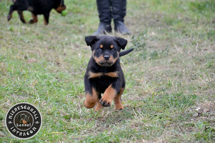 Rottweiler de vanzare