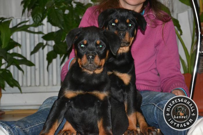 Pui Rottweiler cu pedigree de vanzare; Pui Rottweiler cu pedigree de vanzare
