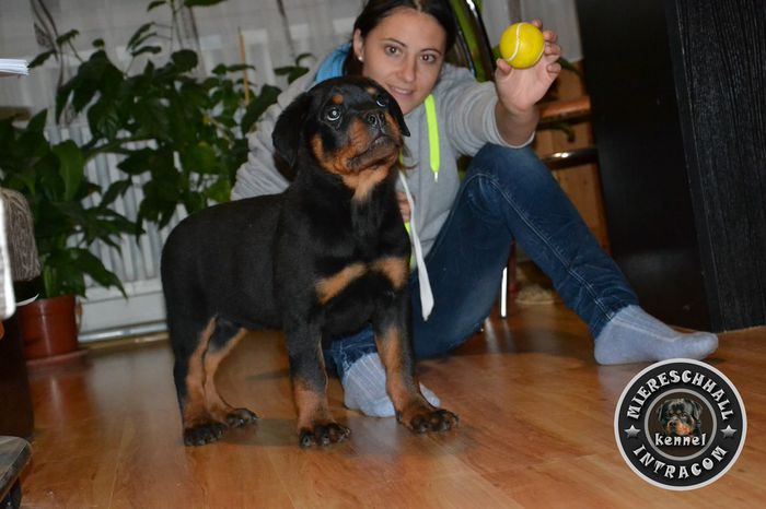 Pui Rottweiler cu pedigree de vanzare; Pui Rottweiler cu pedigree de vanzare
