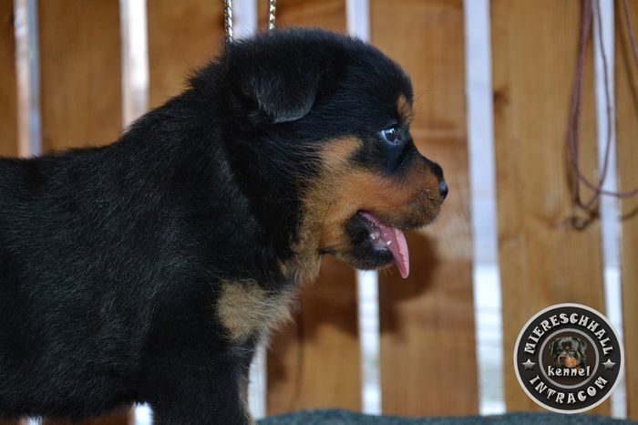 Pui Rottweiler cu pedigree de vanzare; Pui Rottweiler cu pedigree de vanzare
