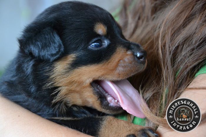 Pui Rottweiler cu pedigree de vanzare