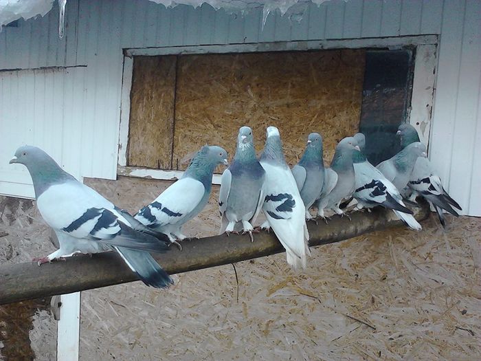 10801959_376439972520310_6564682753577085627_n