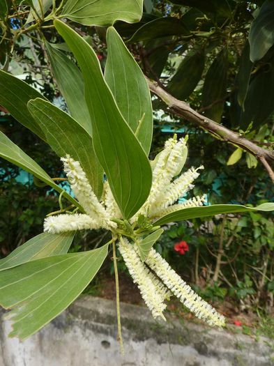Acacia mangium - De vanzare seminte -legume-mirodenii-flori-arbori