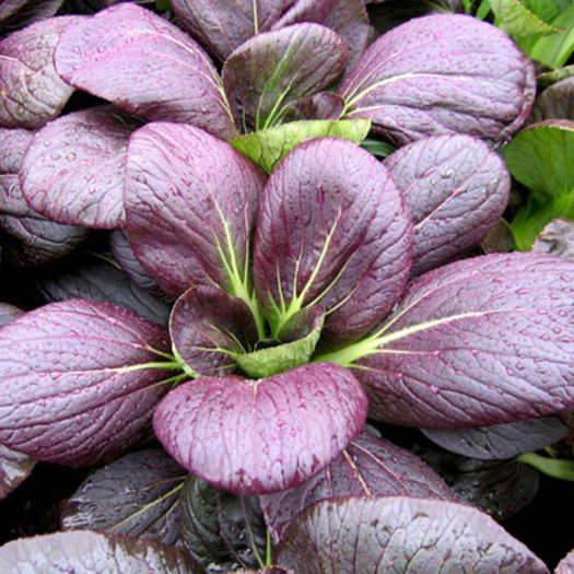 pak choi ruby F1 - De vanzare seminte -legume-mirodenii-flori-arbori