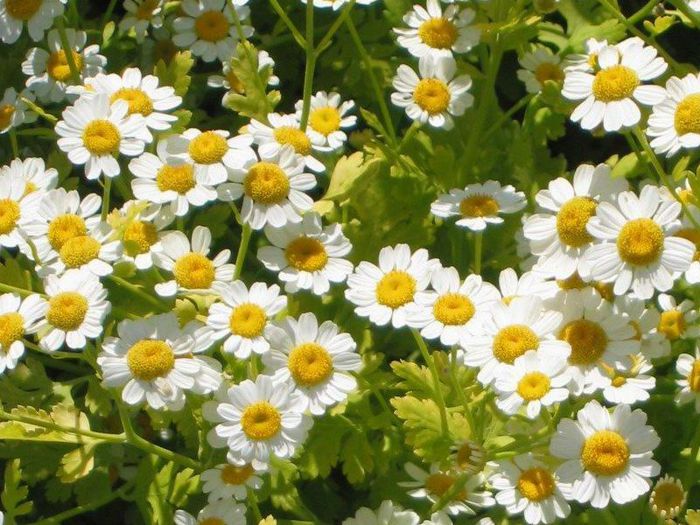 Spilcuta-Tanacetum parthenium - De vanzare seminte -legume-mirodenii-flori-arbori