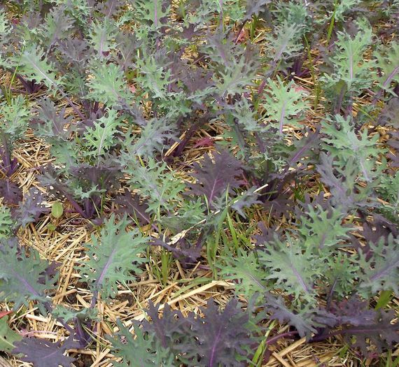 Varza kale russian red. - De vanzare seminte -legume-mirodenii-flori-arbori