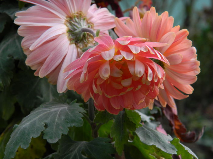 DSCN5504