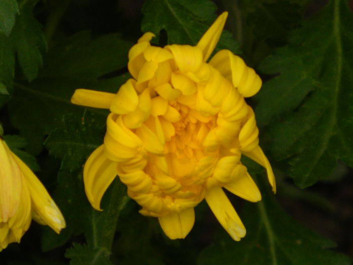 DSCN5506