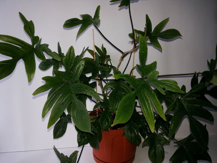 342 Philodendron laciniatum (Panduraeforme)