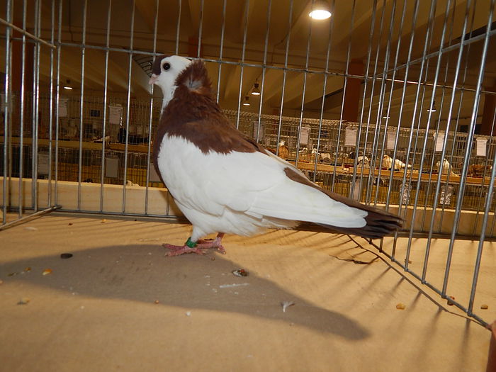 DSCN8367 - Sannicolau Mare 2014