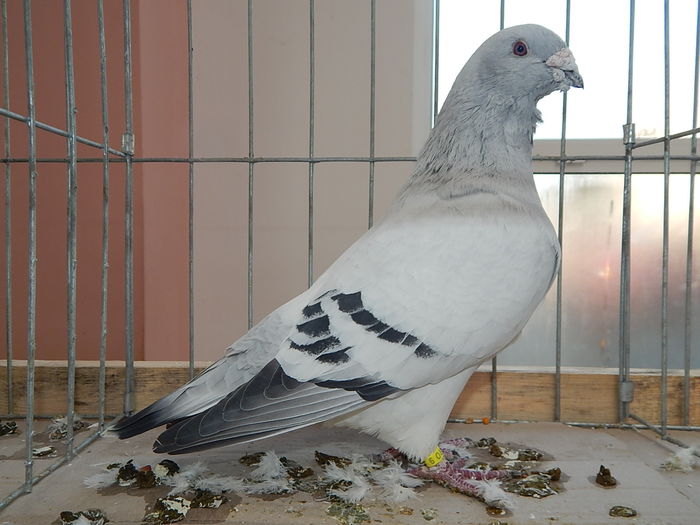 DSCN8516