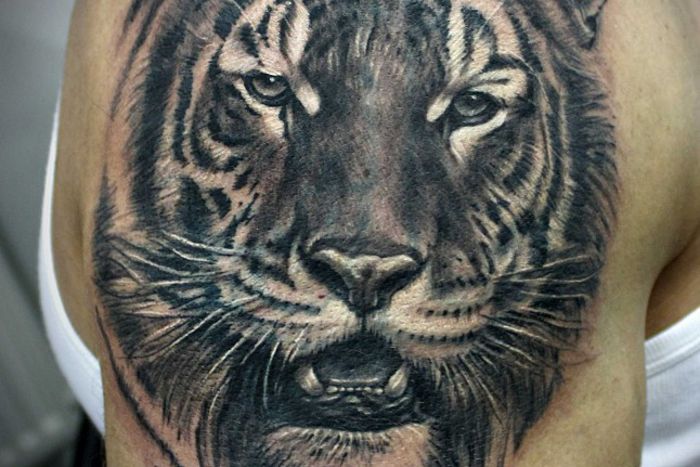  - 08 Regii din jungla