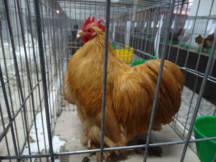 DSC03819 - Expo Arges 2014-decembrie