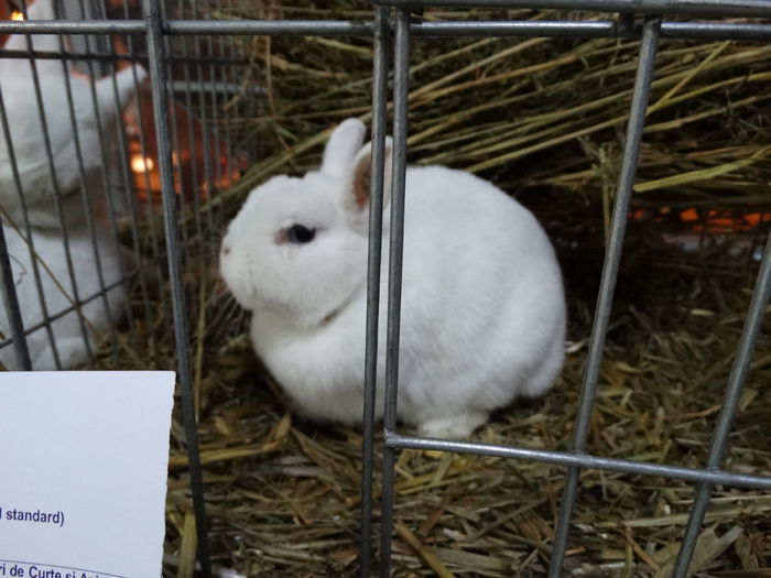DSC03864 - Expo Arges 2014-decembrie