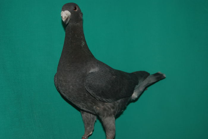 DSC_0166 germany 2014; campioana expo nat.ulm 2014 cr.bock max
