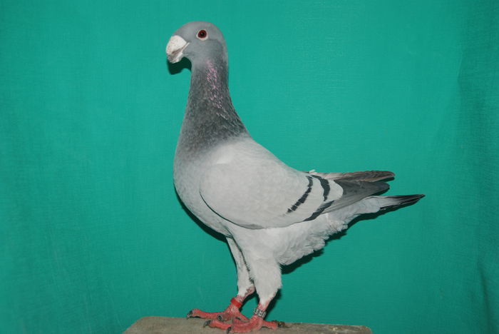 DSC_0170 germany 2014; 95 pct.expo.nat.ulm.2014.cr.tremel andreas
