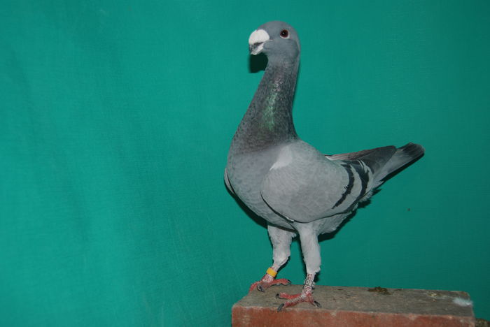 DSC_0174 romania 2014vinduta; cr.f.ovidiu
