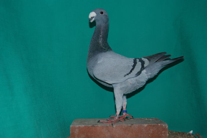 DSC_0175 romania 2014vinduta; cr.f.ovidiu
