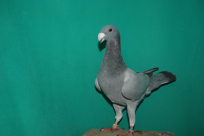 DSC_0177 romania 2014vinduta; cr.f.ovidiu
