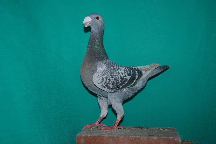 DSC_0179 germany 2014; 95 pct.expo nat.ulm 2014.cr.hrobon peter si mark
