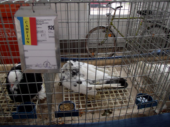 DSCF1704 - 6---expozitie sannicolau mare 13 12 2014 15 12 2014