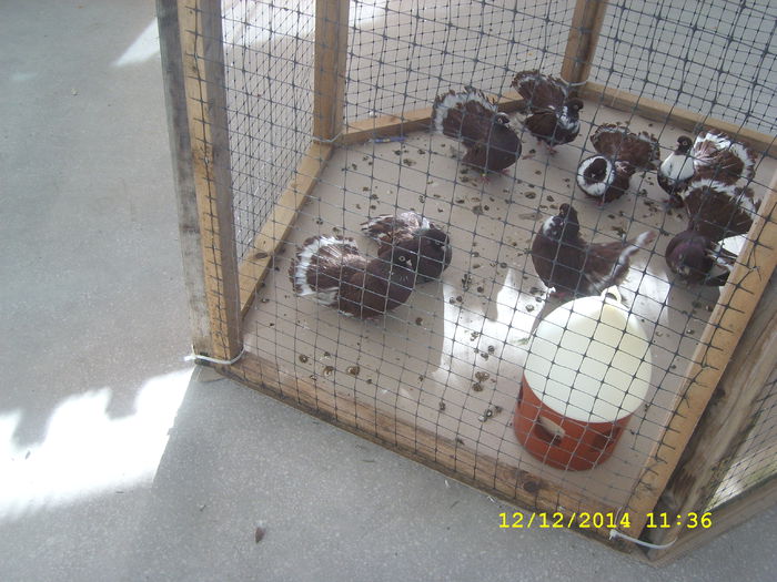 SL279426 - expo pitesti 12-12-2014