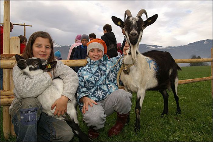 Copii fericiti cu caprele