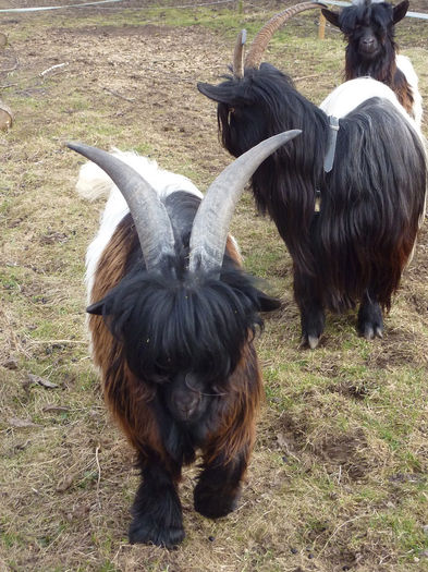 Tapi Walliser cu breton - Rase de oi si capre-Poze deosebite-3