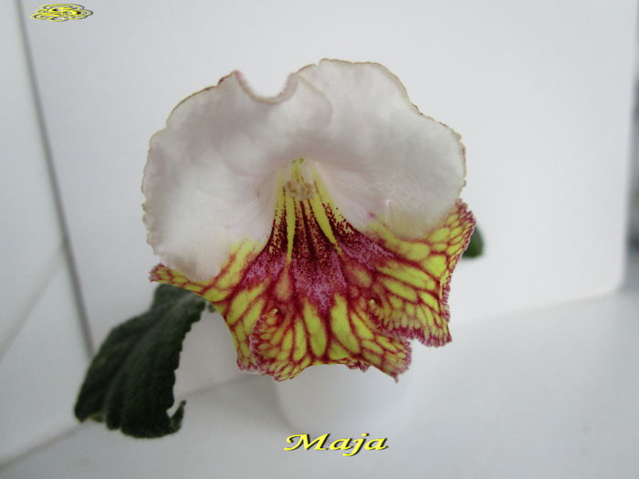 Maja (13-XII-2014) - Streptocarpusi 2014
