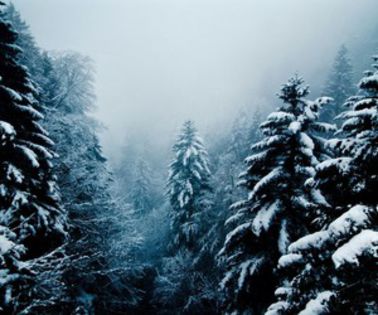 erau nise scari care duceau la la al treilea etaj..Acolo se auzeau ecouri, sunete infundate, rasete; de copii, voci certandu-se, pasi care pareau ca se apropie din ce in ce mai mult, scartaituri de usi, mormaituri, geamate de durere…Latratul unui caine ii infricosase foarte tare.. Acestia voiau
