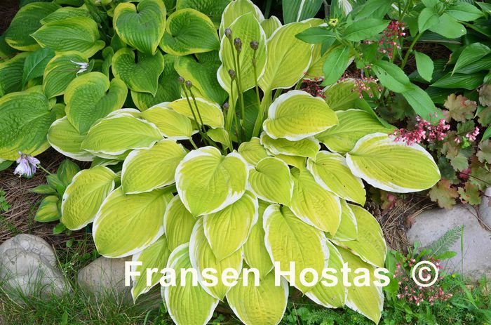 American Dream - Hostas