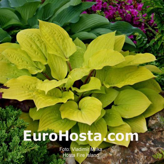 Fire Island - Hostas