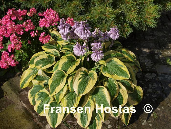 Wide Brim - Hostas