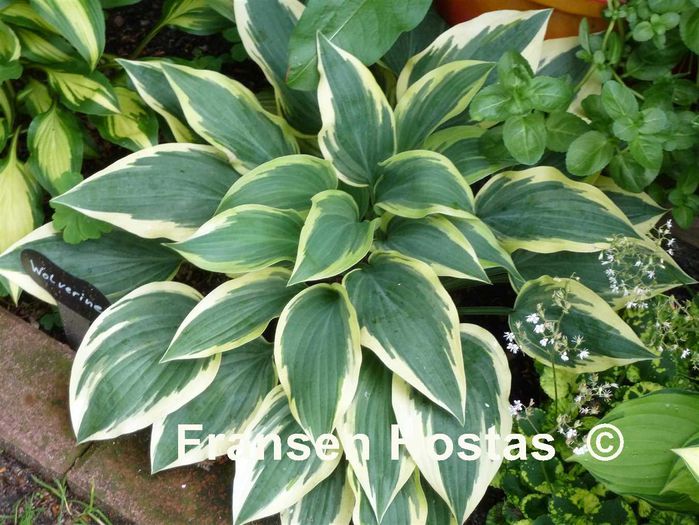 Wolverine - Hostas