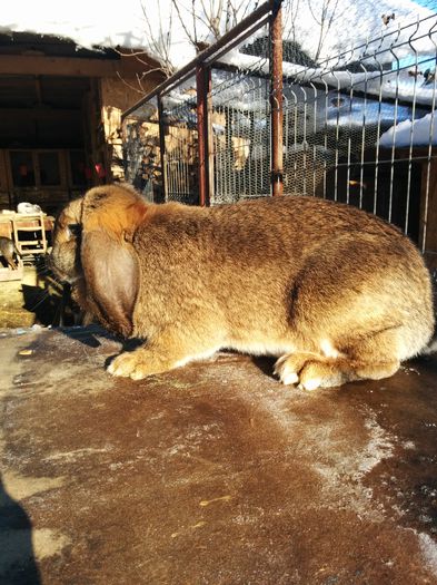 5,7 kg - z 5femela berbec hasenfarbig arhiva