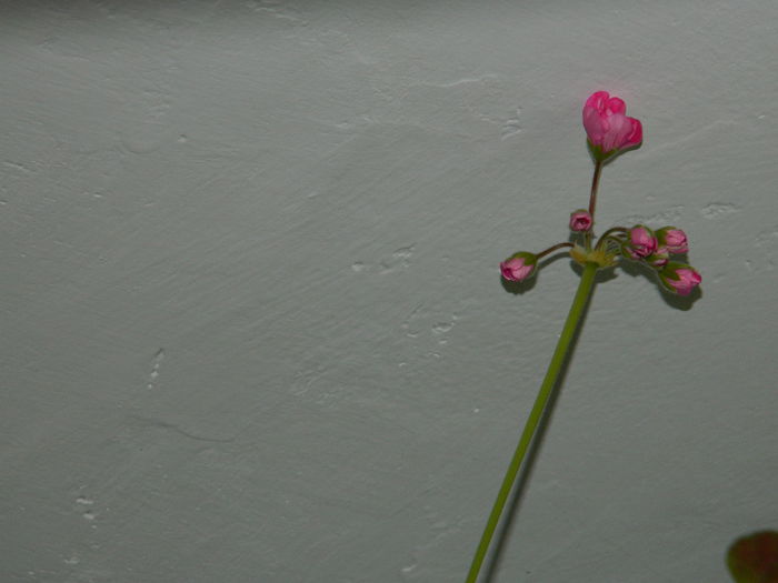 DSCN5568