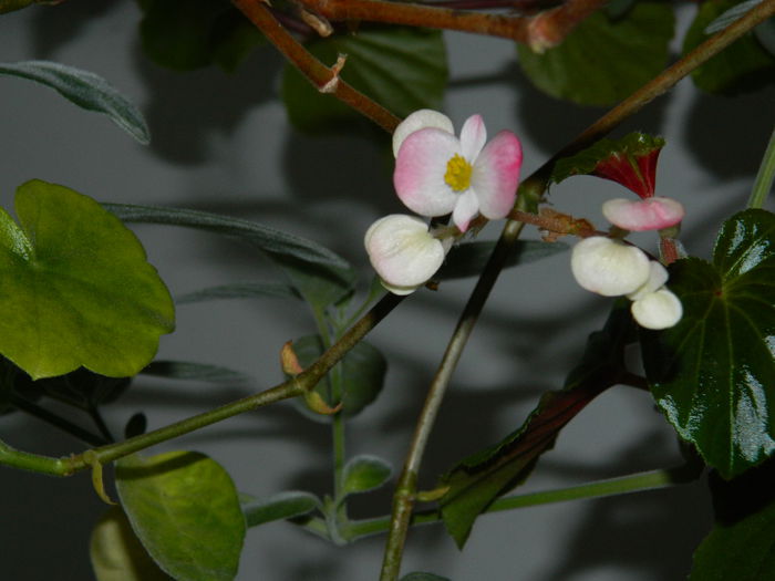 DSCN5571